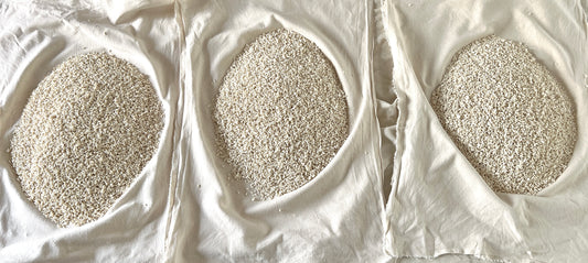 3 SOUCHES DE TANE KOJI