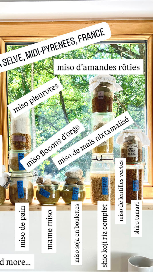 STAGE V2 - Koji sur différents substrats et misos non traditionnels