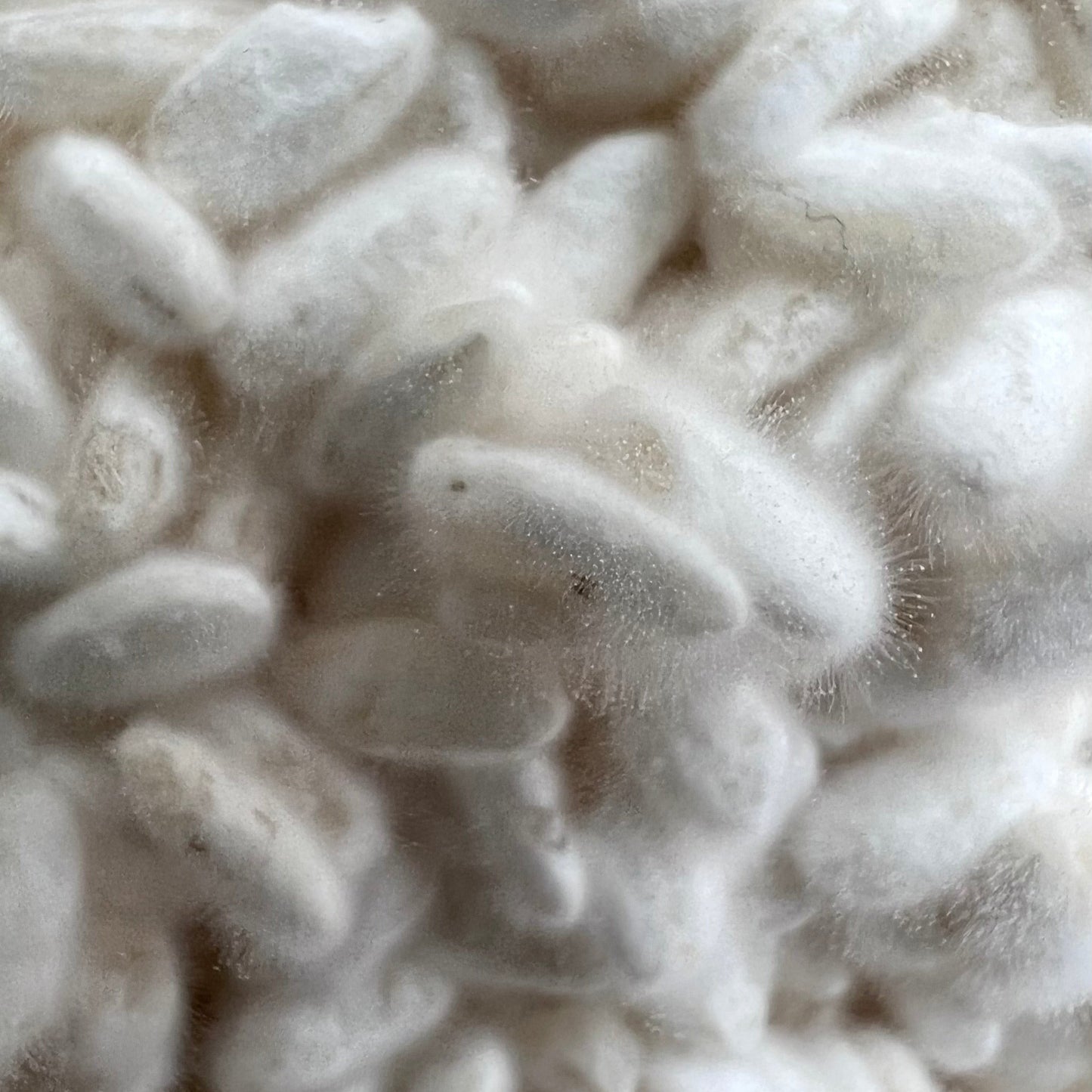 miso de seigle / ¿adónde? X fermentation générale