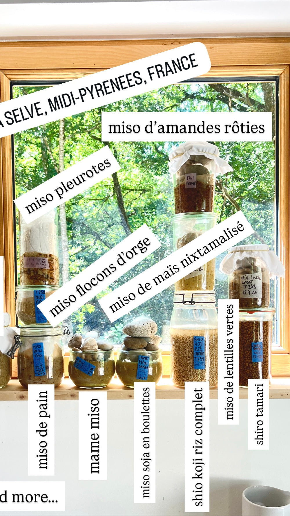 STAGE V2 - Koji sur différents substrats et misos non traditionnels